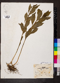 Cubelium concolor image
