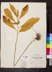 Cubelium concolor image