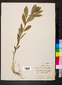 Cubelium concolor image
