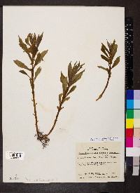 Cubelium concolor image