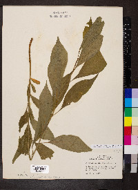 Cubelium concolor image