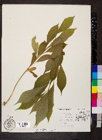 Cubelium concolor image