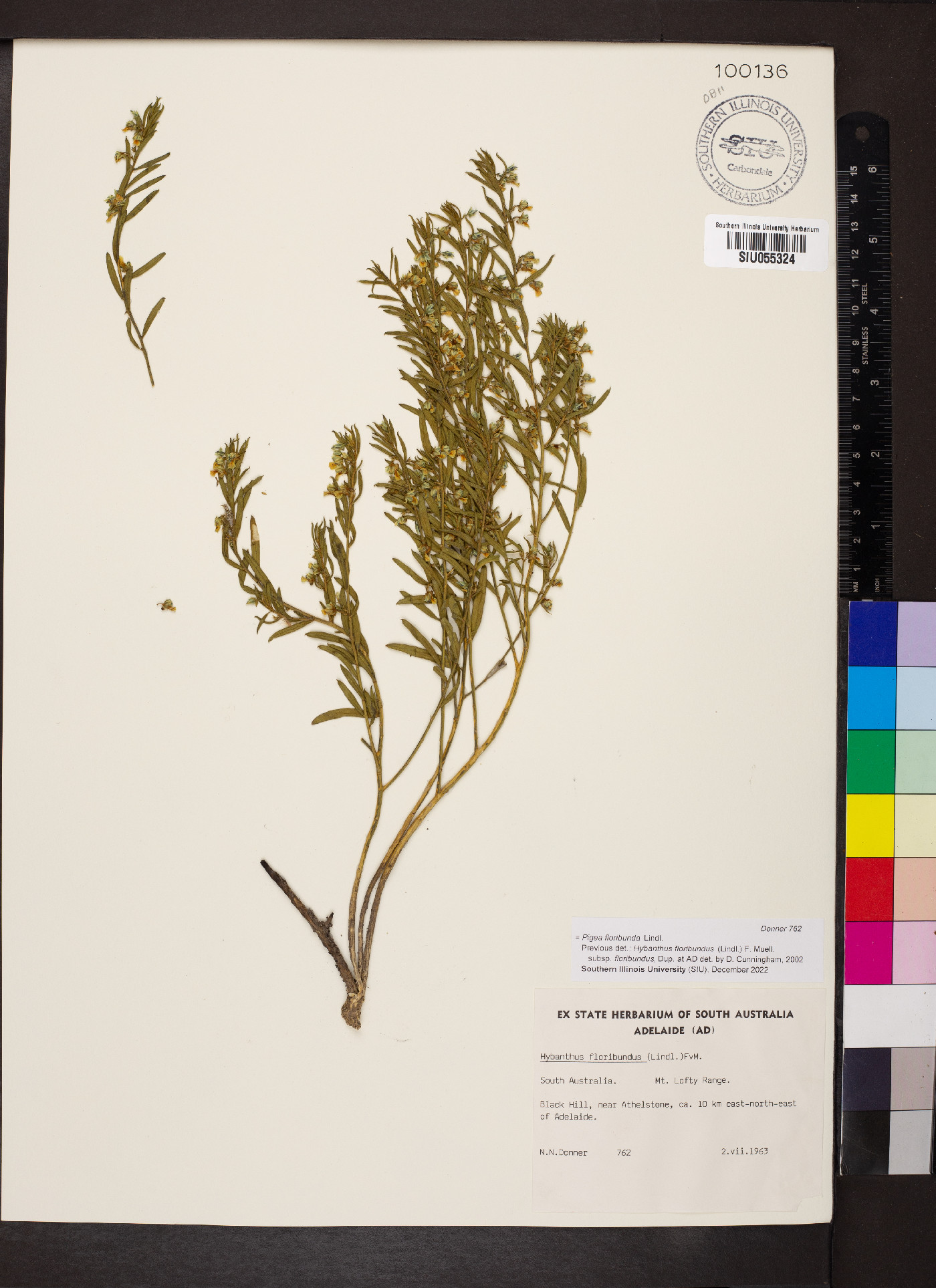 Pigea floribunda image