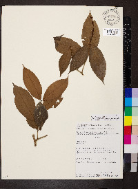 Rinorea lindeniana image