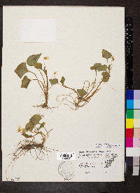 Viola pubescens var. scabriuscula image