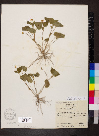 Viola pubescens var. scabriuscula image