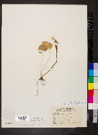 Viola pubescens var. scabriuscula image