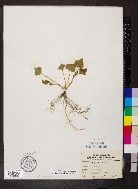 Viola pubescens var. scabriuscula image