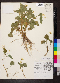 Viola pubescens var. scabriuscula image