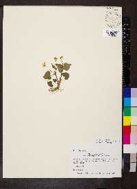 Viola pubescens var. scabriuscula image
