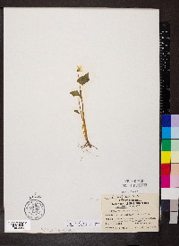 Viola pubescens var. scabriuscula image