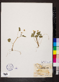 Viola pubescens var. scabriuscula image