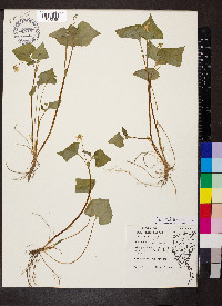 Viola pubescens var. scabriuscula image