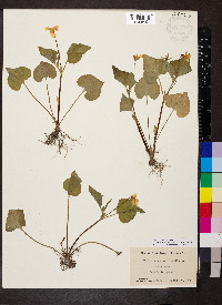 Viola pubescens var. scabriuscula image