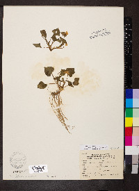 Viola pubescens var. scabriuscula image