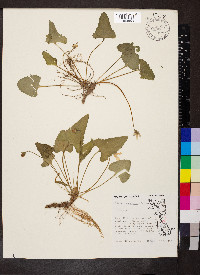Viola missouriensis image