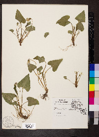 Viola missouriensis image