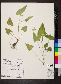 Viola missouriensis image