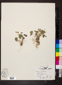 Viola missouriensis image