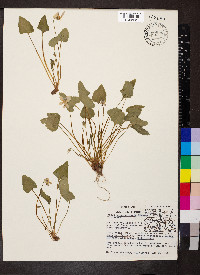 Viola missouriensis image