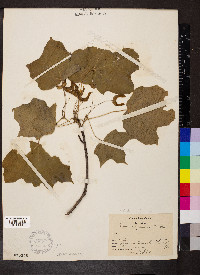 Acer nigrum image