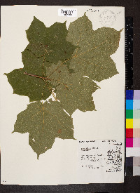Acer nigrum image