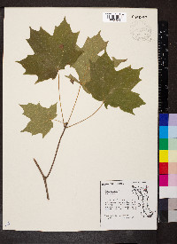 Acer nigrum image