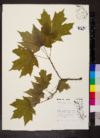 Acer nigrum image