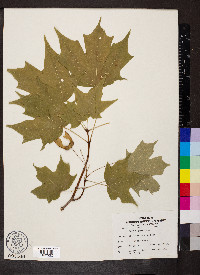 Acer nigrum image