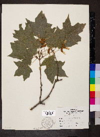 Acer nigrum image