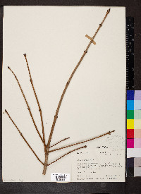 Acer nigrum image