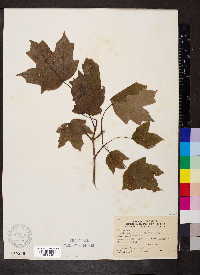 Acer nigrum image