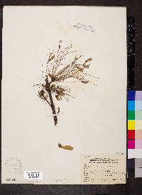 Acer nigrum image