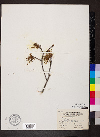 Acer nigrum image