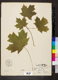 Acer saccharum subsp. saccharum image
