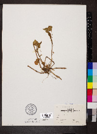 Viola striata image