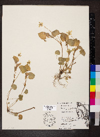 Viola striata image