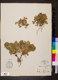 Viola adunca image