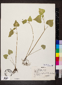 Viola pubescens var. scabriuscula image