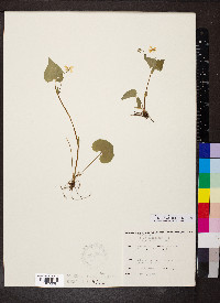 Viola pubescens var. scabriuscula image