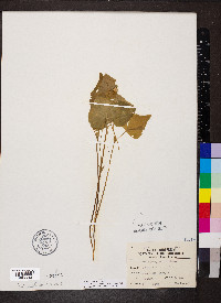 Viola pubescens var. scabriuscula image