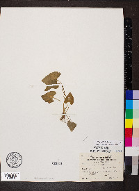 Viola pubescens var. scabriuscula image