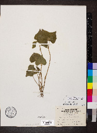 Viola pubescens var. scabriuscula image