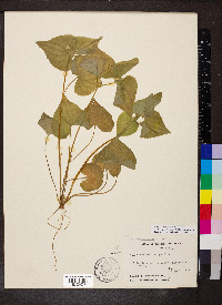 Viola pubescens var. scabriuscula image