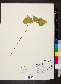 Viola pubescens var. scabriuscula image
