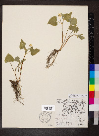 Viola pubescens var. scabriuscula image