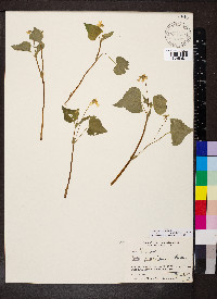 Viola pubescens var. scabriuscula image