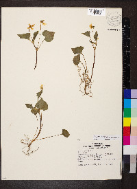 Viola pubescens var. scabriuscula image