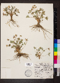 Viola pedata var. lineariloba image