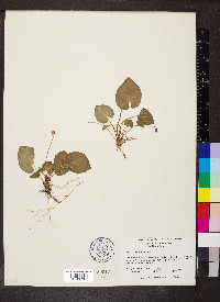 Viola blanda image